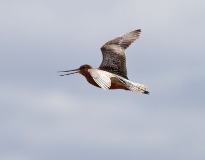 Myrspov Bar-tailed Godwit Limosa lapponica