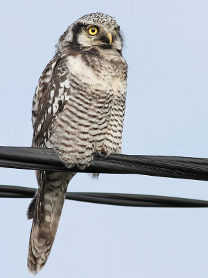 Hkuggla  Northern Hawk-owl  Surnia ulula