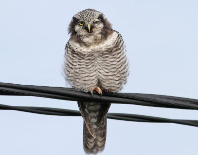 Hökuggla Northern Hawk-owl Surnia ulula