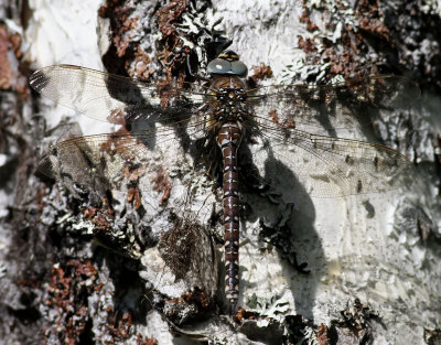 Fjällmosaikslända Azure Hawker Aeshna caerulea
