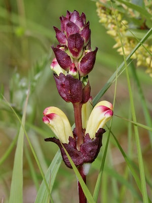 Blomma
