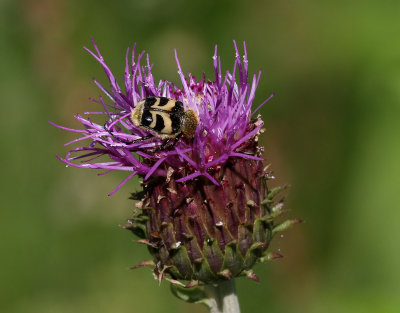 Humlebagge  Bee BeetleTrichius fasciatus