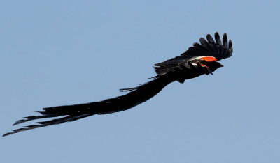 Lngstjrtad vidafink  Long-tailed Widowbird  Euplectes progne