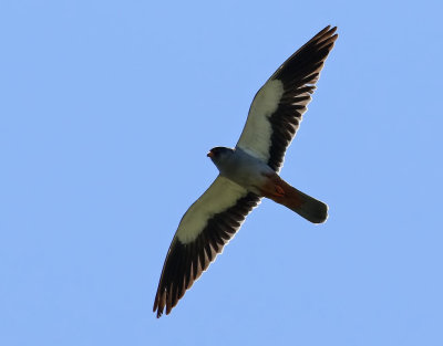 Amurfalk  Amur Falcon  Falco amurensis