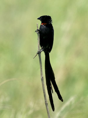 Rdhalsad vidafink  Red-collared widowbird  Euplectes ardens