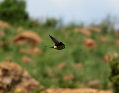 Mindre strimsvala Lesser Striped Swallow Cecropis abyssinica