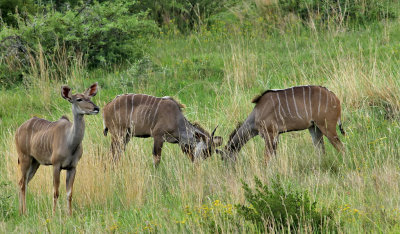 Strre kudu Greater Kudu  Tragelaphus strepsiceros
