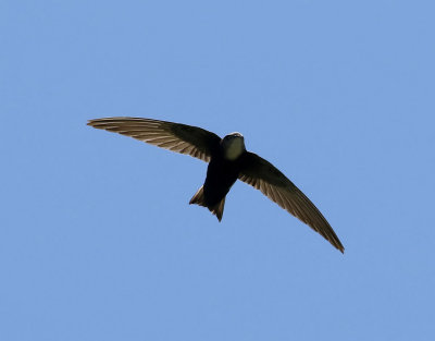 Horusseglare Horus Swift Apus horus