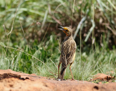 Orangestrupig sporrpiplrka  Cape Longclaw  Macronyx capensis