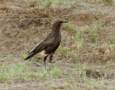 Vitgumpad glansstare  Pied Starling  Lamprotornis bicolor