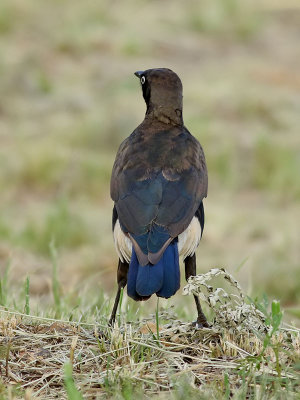 Vitgumpad glansstare  Pied Starling  Lamprotornis bicolor