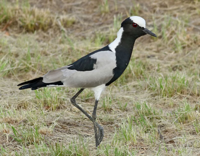 Smedvipa <br> Blacksmith Lapwing <br> Vanellus armatus