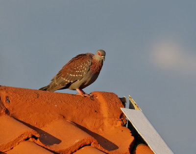 Guineaduva  Speckled Pigeon  Columba guinea