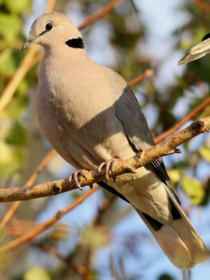 Kapturturduva  Ring-necked Dove  Streptopelia capicola