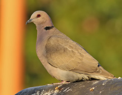 Rödögd duva Red-eyed Dove Streptopelia semitorquata