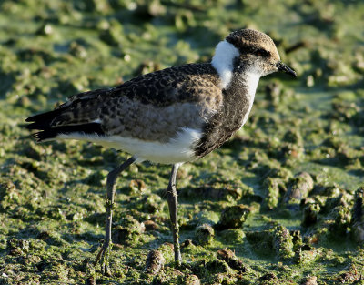 Smedvipa  Blacksmith Lapwing  Vanellus armatus