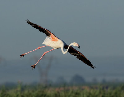 Större flamingo Greater Flamingo Phoenicopterus roseus