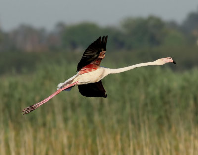 Strre flamingo  Greater Flamingo  Phoenicopterus roseus