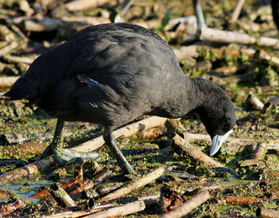 Kamsothöna Fulica cristataCrested (Red-knobbed) Coot