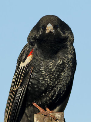 Lngstjrtad vidafink  Long-tailed Widowbird  Euplectes progne