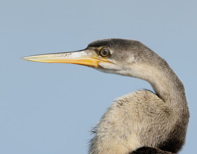 Afrikansk ormhalsfågel African Darter Anhinga rufa