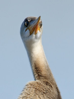 Afrikansk ormhalsfågel African Darter Anhinga rufa