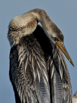 Afrikansk ormhalsfågel African Darter Anhinga rufa