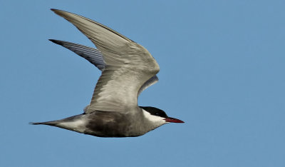 Skäggtärna Whiskered Tern Chlidonias hybridus
