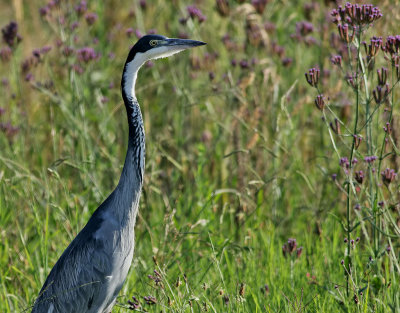 Svarthuvad häger Black-headed Heron Ardea melanocephala