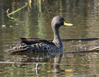 Gulnbbad and  Yellow-billed Duck  Anas undulata