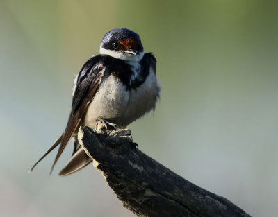 Vitstrupesvala  White-throated Swallow   Hirundo albigularis