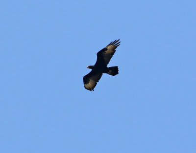Klipprn  Verreaux's Eagle  Aquila verreauxii