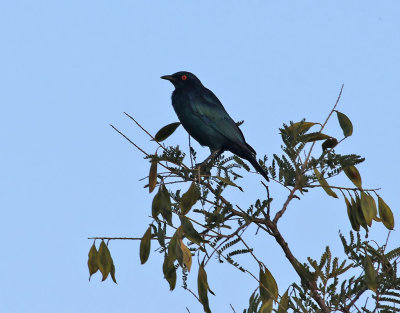 Grnglansstare  Cape glossy starling  Lamprotornis nitens