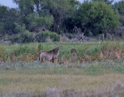 Roanantilop  Roan Antilope  Hippotragus equinus