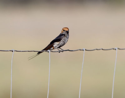 Mindre strimsvala  Lesser Striped Swallow  Cecropis abyssinica