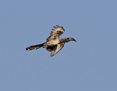 Grtoko  African Grey Hornbill  Lophoceros nasutus