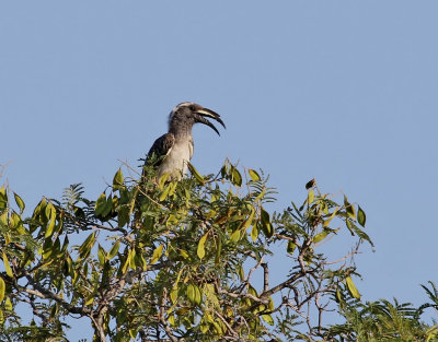 Grtoko  African Grey Hornbill  Lophoceros nasutus