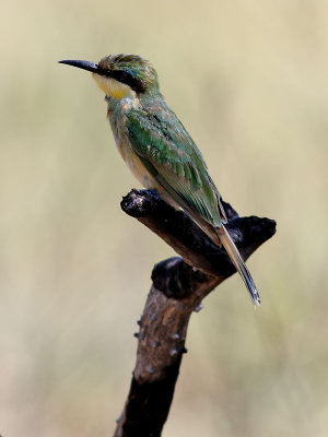 Dvärgbiätare Little Bee-eater Merops pusillus