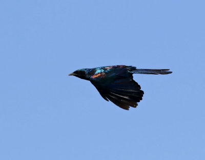 Burchell's Starling