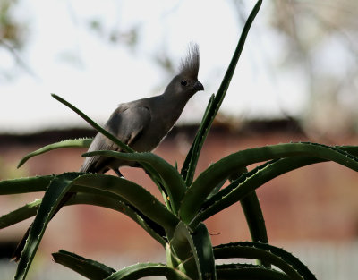 Gr tofsturako  Grey Go-away-bird  Corythaixoides concolor