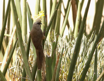 Vitkindad musfgel  Speckled Mousebird  Colius striatus