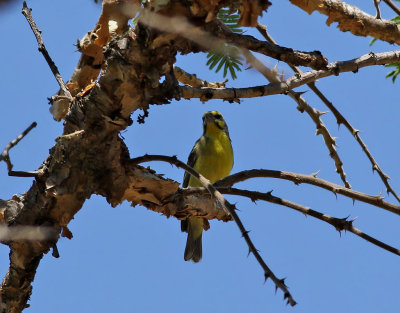 Savannsiska   Yellow-fronted Canary  Crithagra mozambica