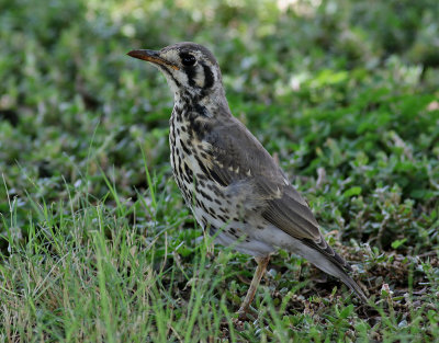 Jordtrast  Groundscraper Thrush  Turdus litsitsirupa