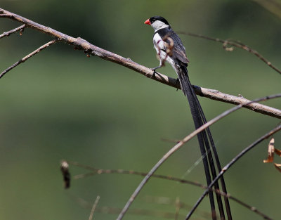 Dominikanernka  Pin-tailed Whydah  Vidua macroura