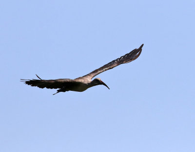 Hadadaibis  Hadada ibis  Bostrychia hagedash