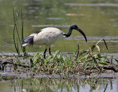 Helig ibis African Sacred Ibis Threskiornis aethiopicus
