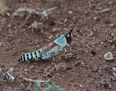 Elegant Grasshopper  Zonocerus elegans