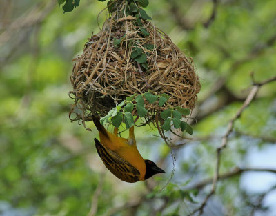 Sydlig maskvvare  Southern Masked Weaver  Ploceus velatus