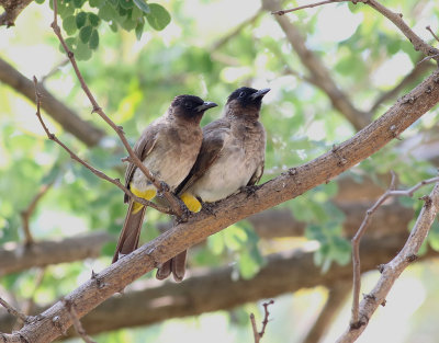 Trefärgad bulbyl Dark-Capped Bulbul Pycnonotus tricolor