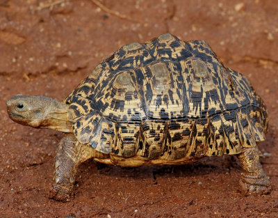 Leopard Tortoise  Stigmochelys pardalis